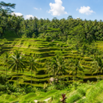 BALI AMIGO TOURS