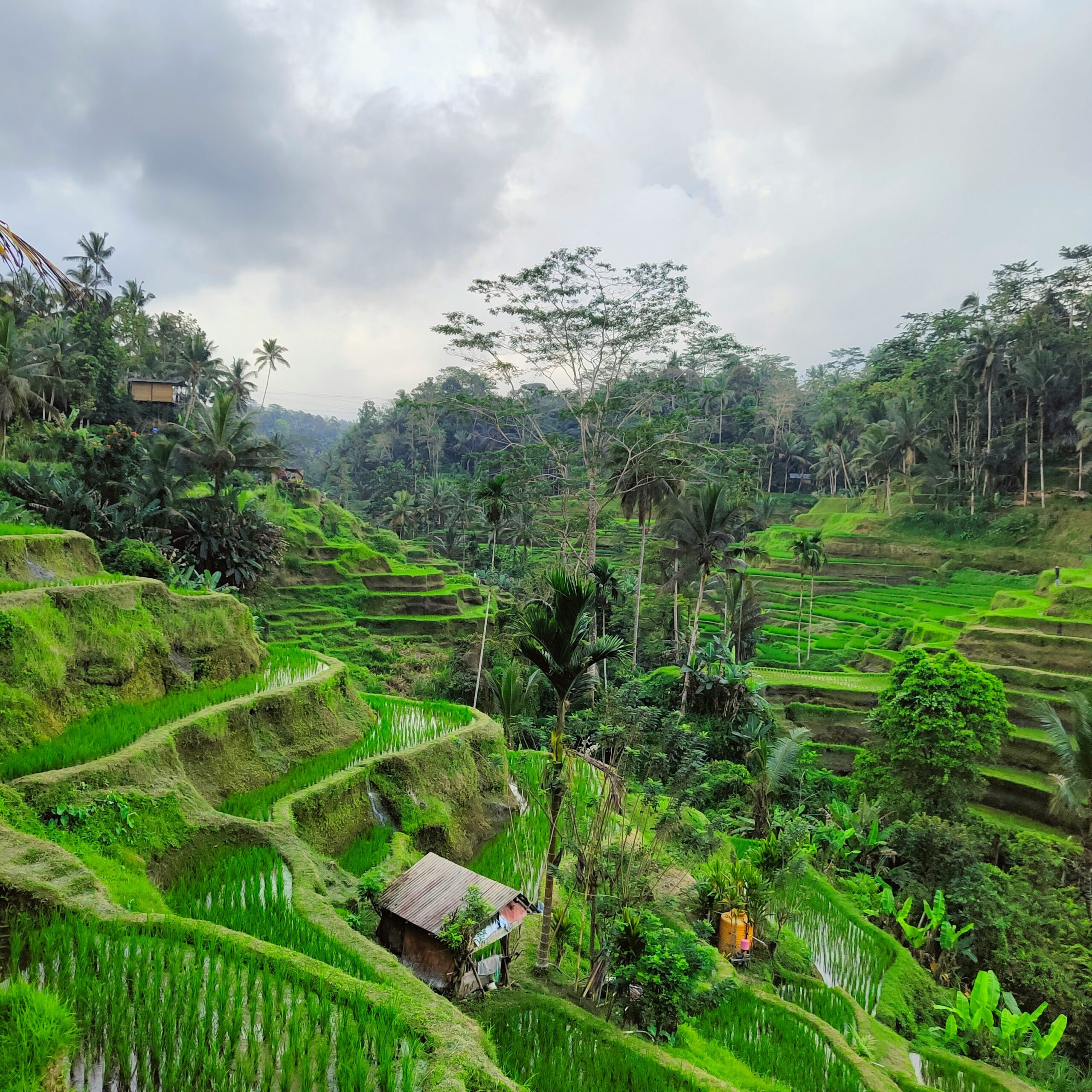 tegalalang rice terrace