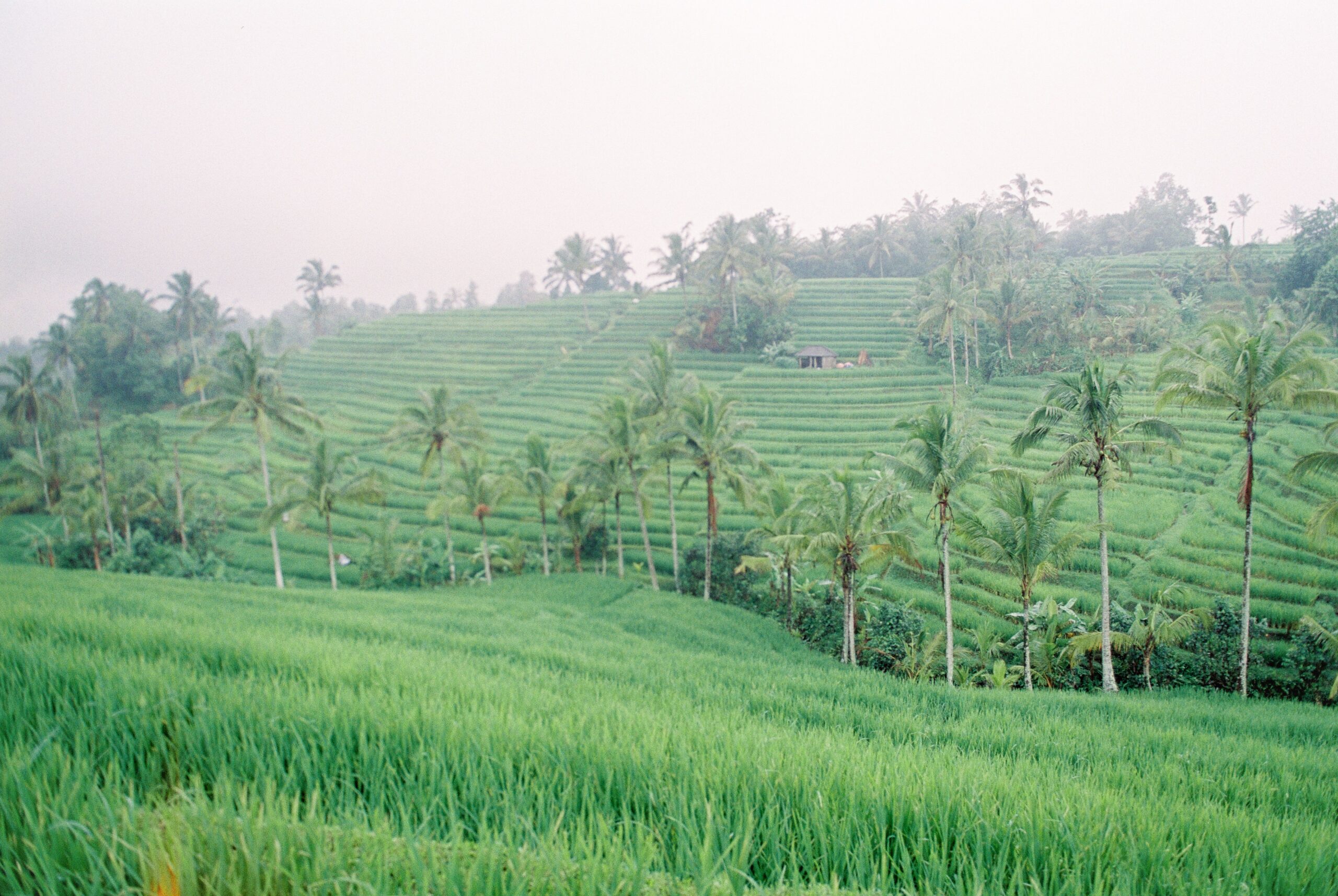 Jatiluwih Rice Terrace Bali with lush green rice fields and scenic mountain views
