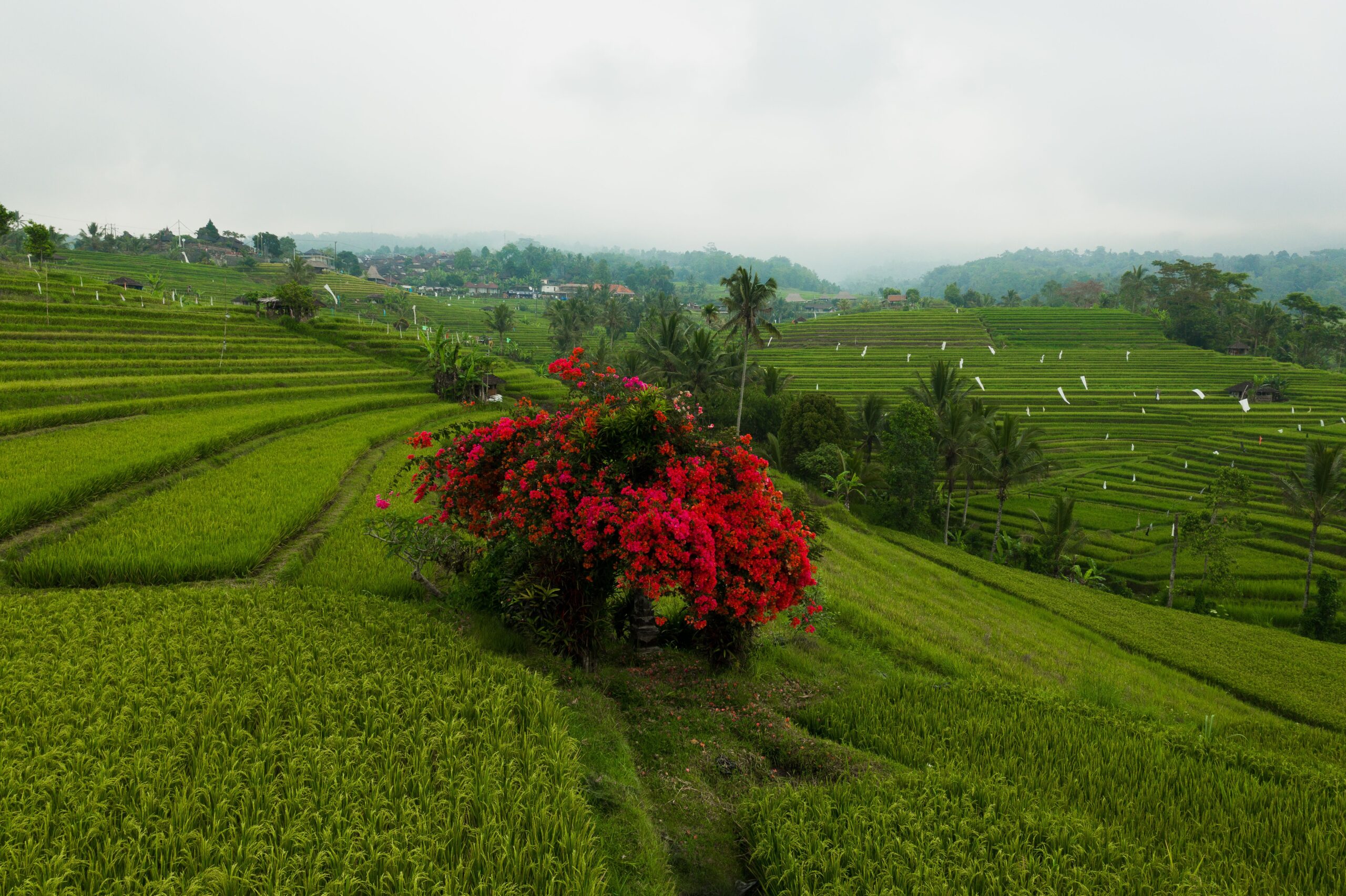 Jatiluwih Rice Terrace Bali with lush green rice fields